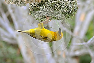 Cape weaver