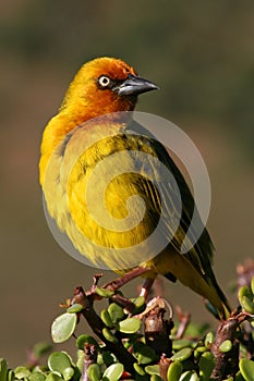 Cape Weaver