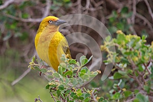 Cape Weaver