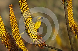 Cape weaver bird on Aloe ferox photo