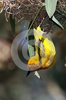 Cape Weaver Bird and Nest