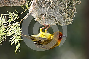 Cape Weaver Bird and Nest