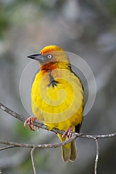 Cape Weaver Bird Portrait