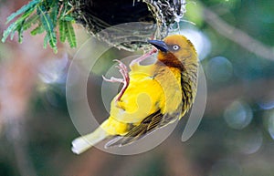 Cape Weaver hanging from a nest