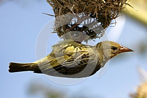 Cape weaver hanging on nest