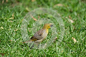 Cape Weaver perched hopping around in the grass photo