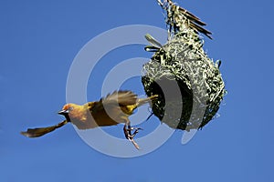 Cape Weaver leaving nest