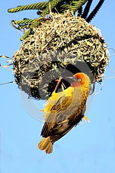 Cape Weaver Male at Nest