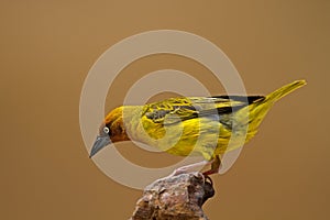 Cape Weaver perched on rock