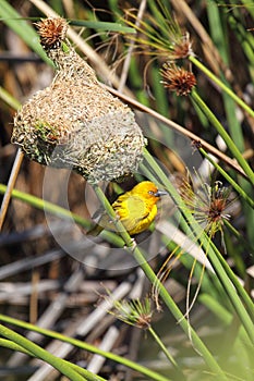 Cape weaver (Ploceus capensis)