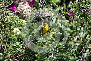 Cape Weaver (Ploceus capensis)