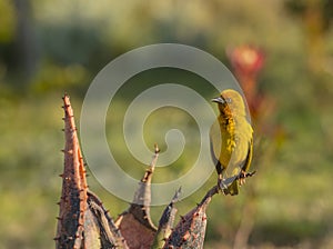 Cape Weaver, Ploceus capensis, sitting on cactus looking left