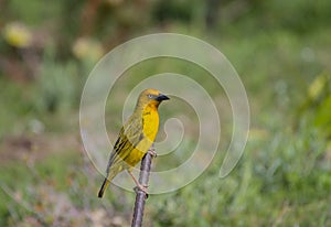 Cape Weaver, Ploceus capensis , sitting on stick looking right and claws clearly displayed