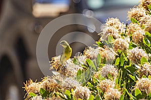 Cape weaver, sitting on dead flower heads
