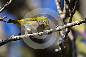 Cape white-eye, Zosterops virens