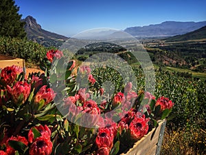 Cape winelands