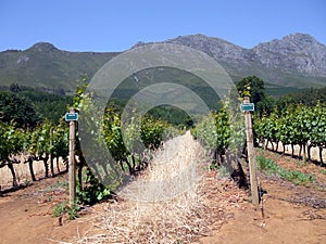 Cape Winelands photo