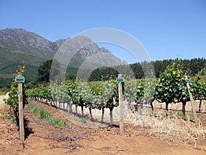 Cape Winelands photo