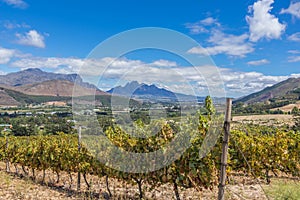 Cape Winelands