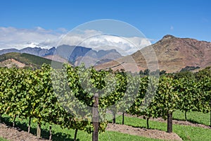 Cape Winelands