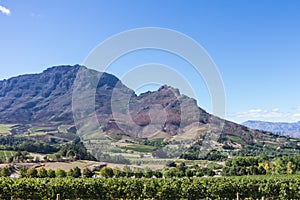 Cape Winelands