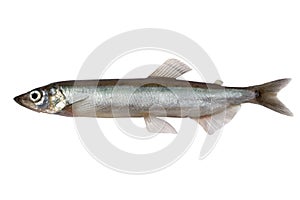 Capelin