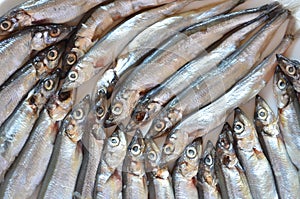 Capelin