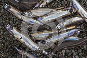 Capelin on the beach in Newfoundland