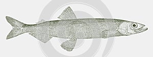 Capelin or caplin, a fish from the north atlantic and pacific ocean in side view
