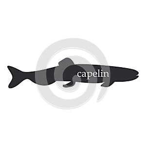 Capelin fish black silhouette on white background photo