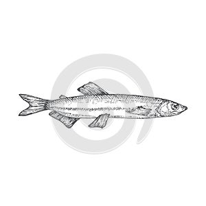 Capelin Hand Drawn Doodle Vector Illustration. Abstract Seafood Fish Sketch. Engraving Style Drawing. photo