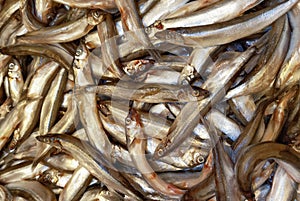 Capelin seafish background photo