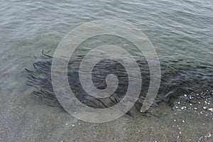 Capelin spawning on the coast of the sea of Okhotsk