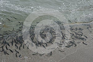 Capelin spawning on the coast of the sea of Okhotsk