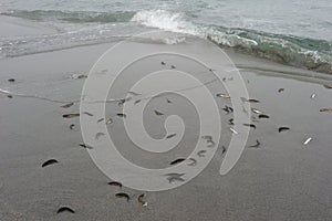 Capelin spawning on the coast of the sea of Okhotsk