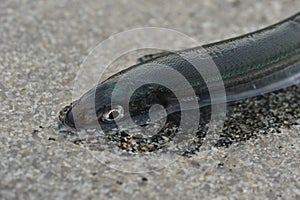 Capelin spawning on the coast of the sea of Okhotsk