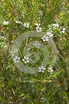 Capemay, wild white flower in green background