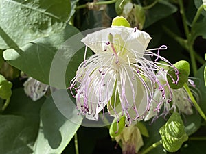 Caper bush Capparis spinosa, Flinders rose, Echte Kapernstrauch, Dorniger Kapernstrauch, Trnoviti kapar ili Bodljikava kapara photo