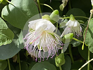 Caper bush Capparis spinosa, Flinders rose, Echte Kapernstrauch, Dorniger Kapernstrauch, Trnoviti kapar ili Bodljikava kapara photo