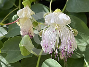 Caper bush Capparis spinosa, Flinders rose, Echte Kapernstrauch, Dorniger Kapernstrauch, Trnoviti kapar ili Bodljikava kapara photo