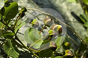 Caper (Capparis spinosa)
