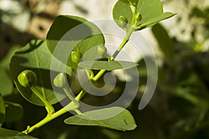 Caper (Capparis spinosa)