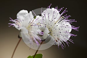 Caper flower photo