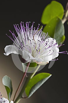 Caper flower