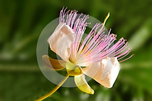 Caper flower photo
