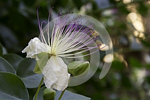 Caper flower (Capparis spinosa) bloomed out photo