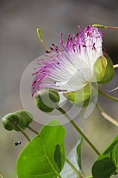 Caper flower - Capparis spinosa and buds