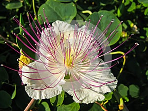 Caper flower close-up with stamens.