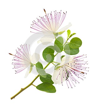 Caper  flowers