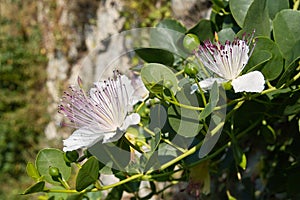 Caper plant in bloom photo